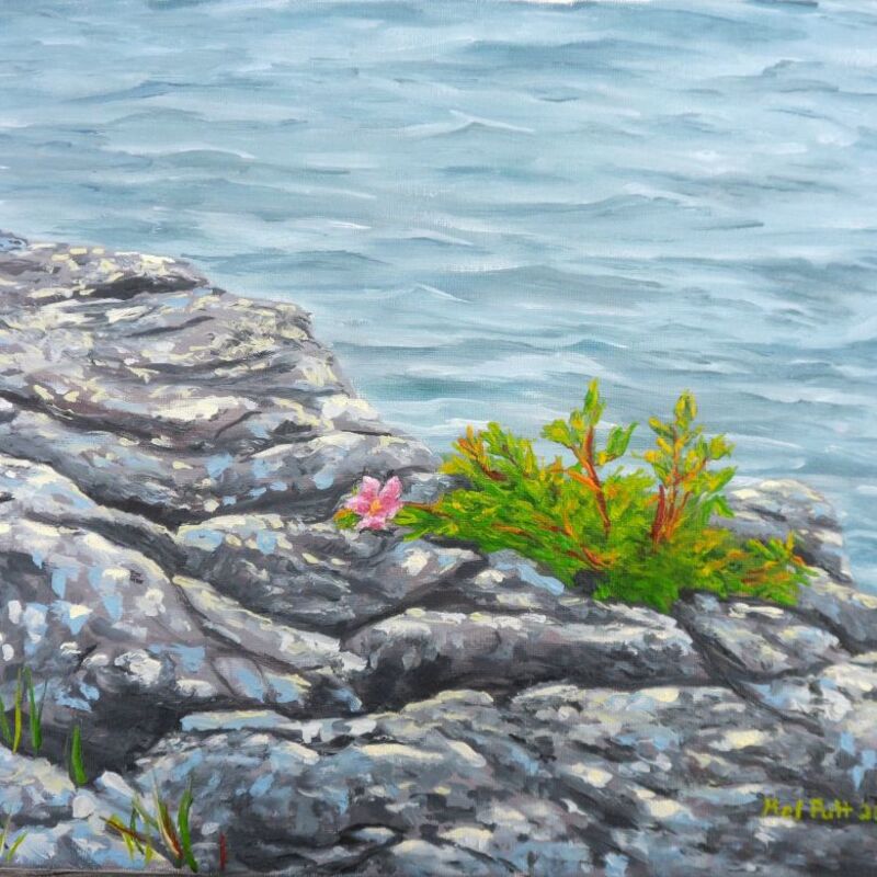 "Wild Rose"
11 in. by 14 in.
Oil on canvas
CAD$300